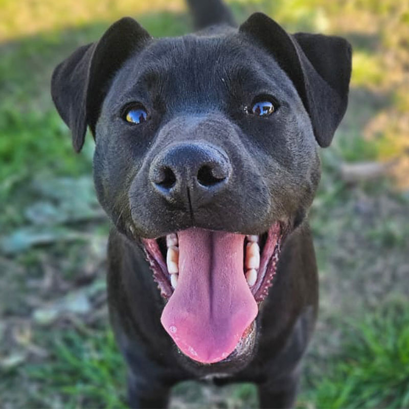 Pit Pals Pitbull Rescued Dog