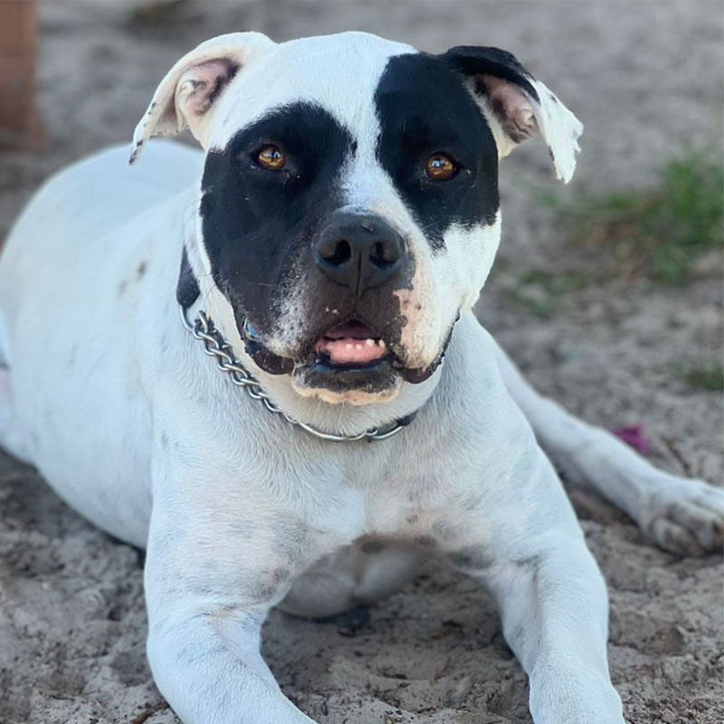 Pit Pals Pitbull Rescued Dog