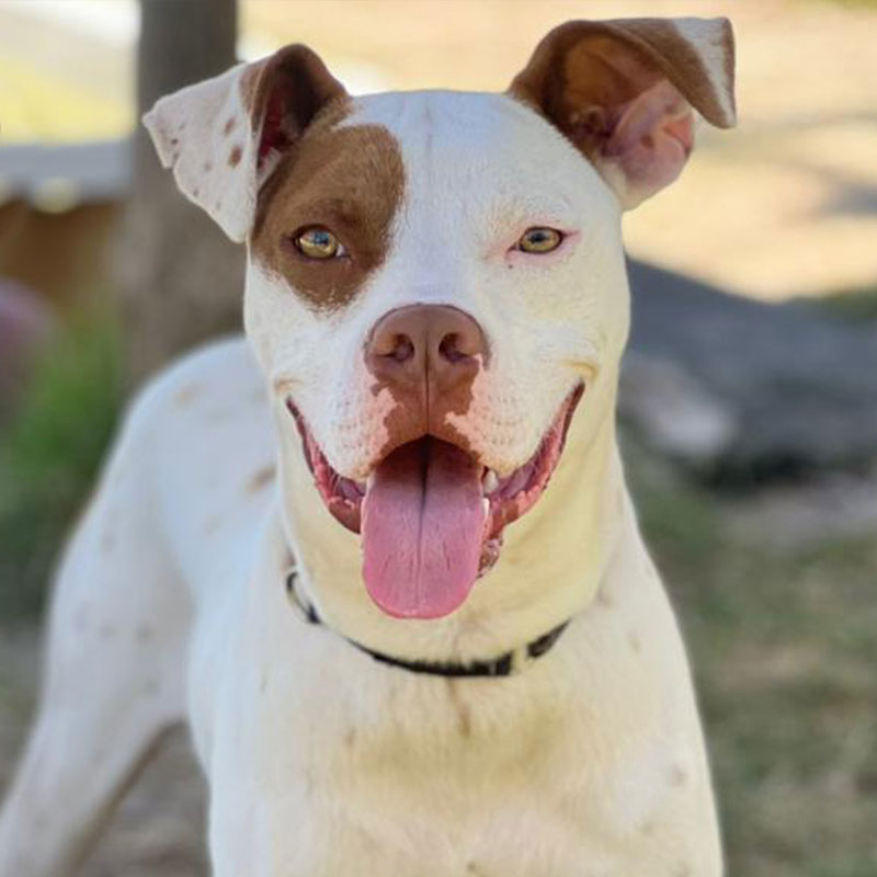 Pit Pals Pitbull Rescued Dog