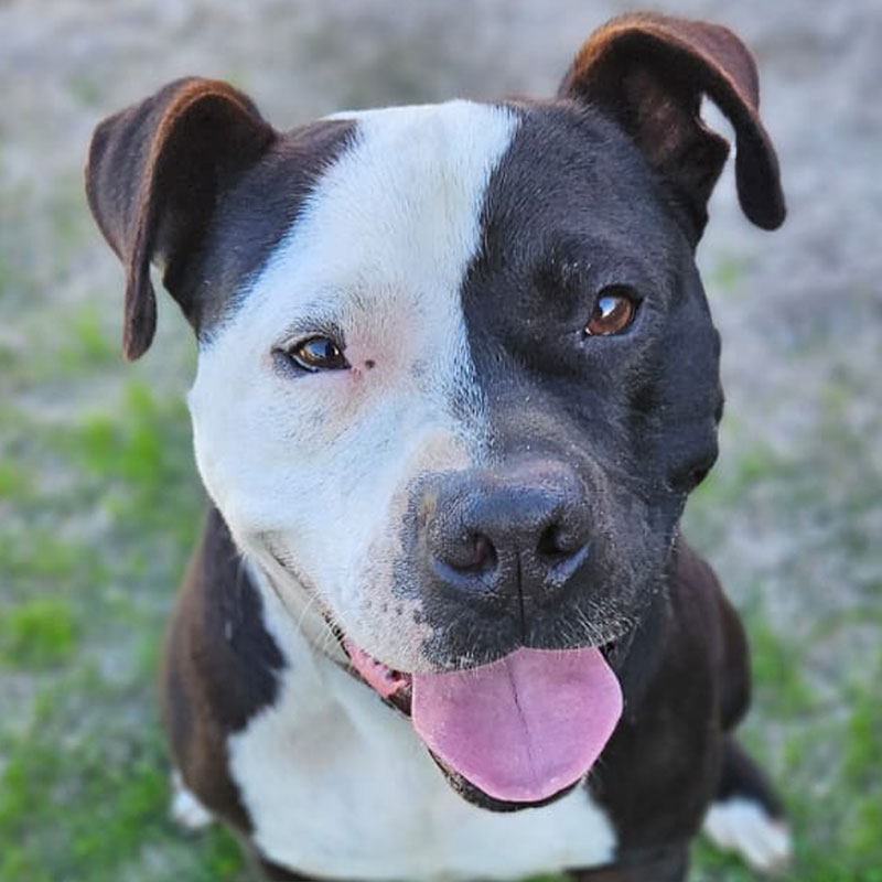 Pit Pals Pitbull Rescued Dog
