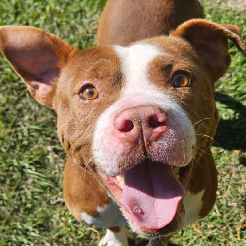 Pit Pals Pitbull Rescued Dog