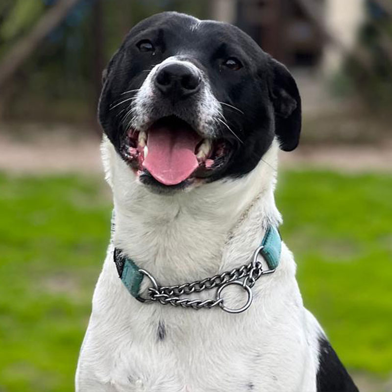 Pit Pals Pitbull Rescued Dog