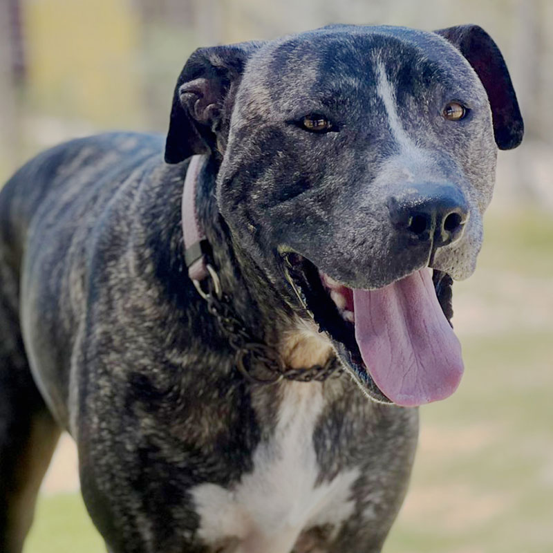 Pit Pals Pitbull Rescued Dog
