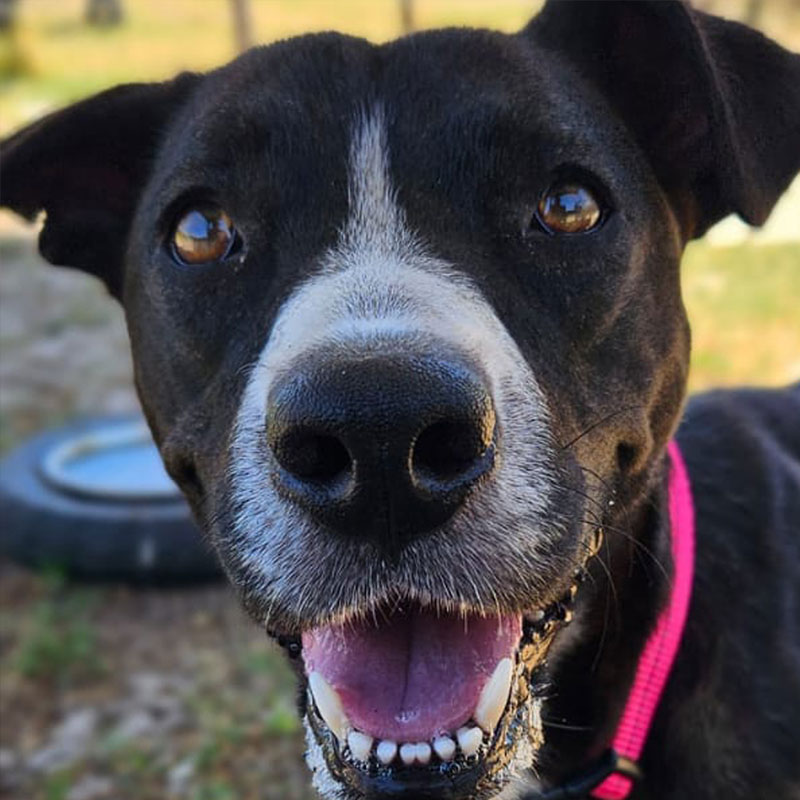 Pit Pals Pitbull Rescued Dog