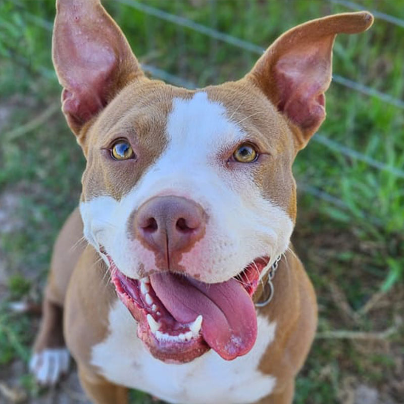 Pit Pals Pitbull Rescued Dog