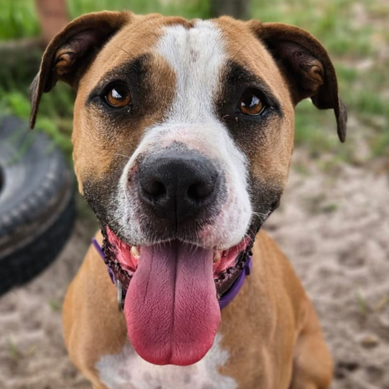 Pit Pals Pitbull Rescued Dog