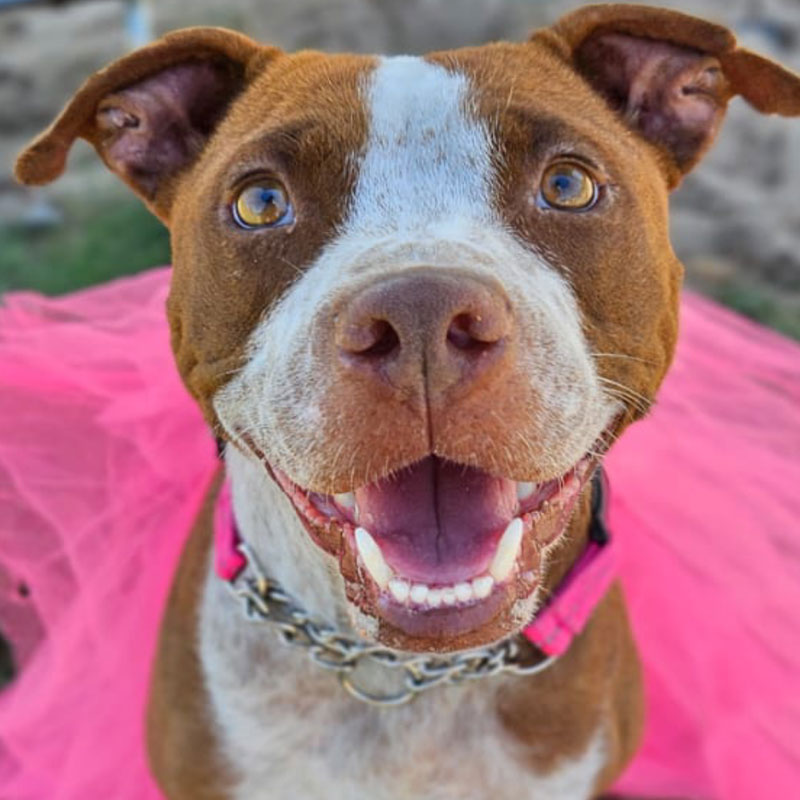 Pit Pals Pitbull Rescued Dog
