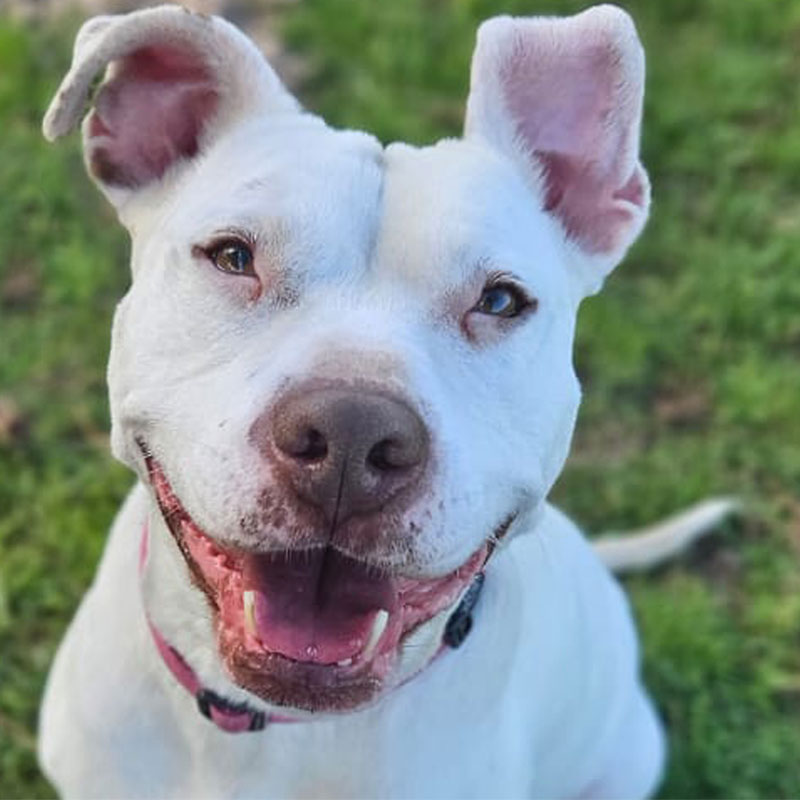 Pit Pals Pitbull Rescued Dog