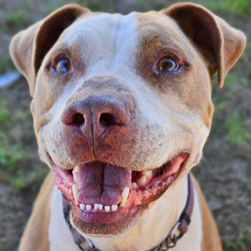 Pit Pals Pitbull Rescued Dog