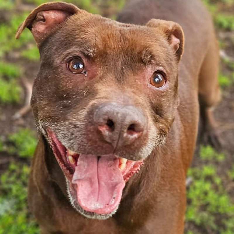 Pit Pals Pitbull Rescued Dog