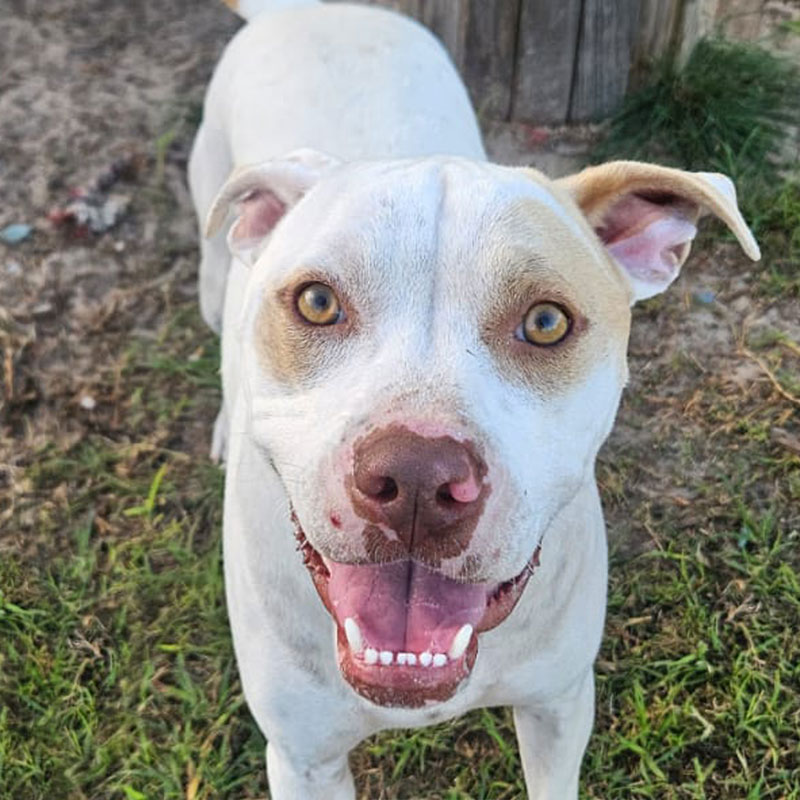 Pit Pals Pitbull Rescued Dog