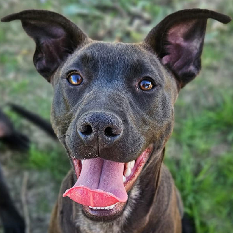 Pit Pals Pitbull Rescued Dog