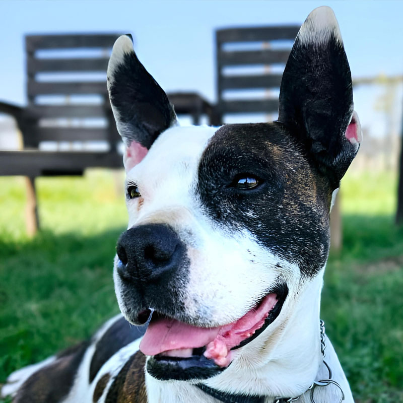 Pit Pals Pitbull Rescued Dog