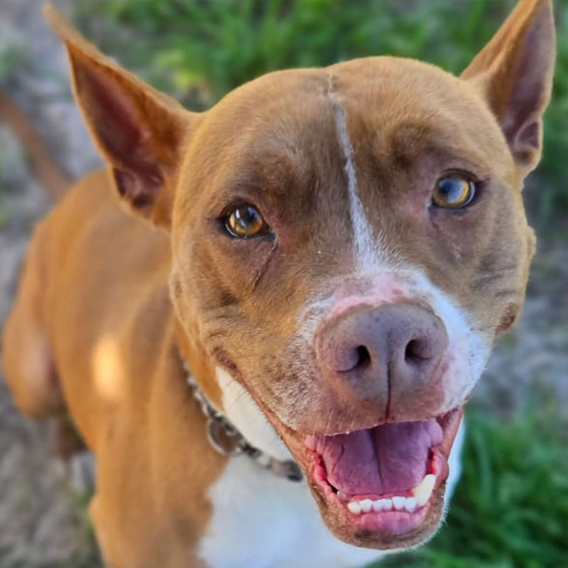 Pit Pals Pitbull Rescued Dog