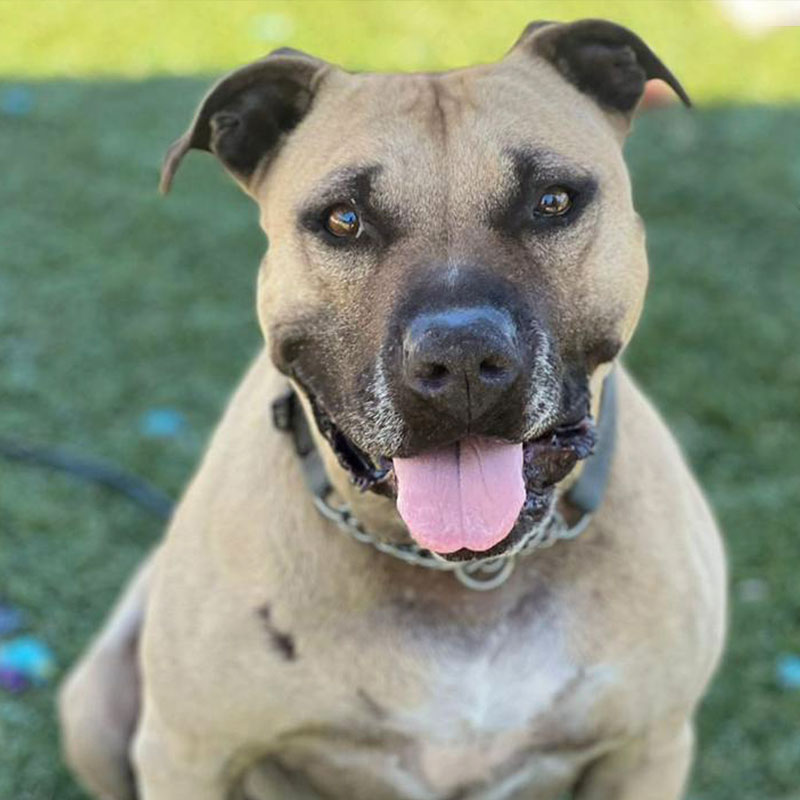 Pit Pals Pitbull Rescued Dog
