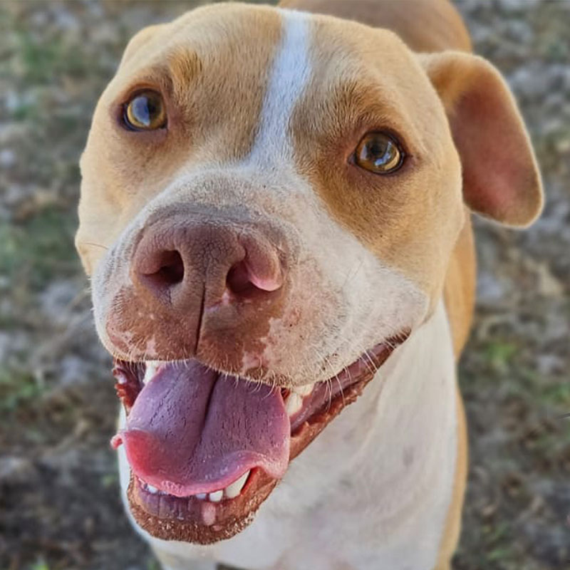 Pit Pals Pitbull Rescued Dog