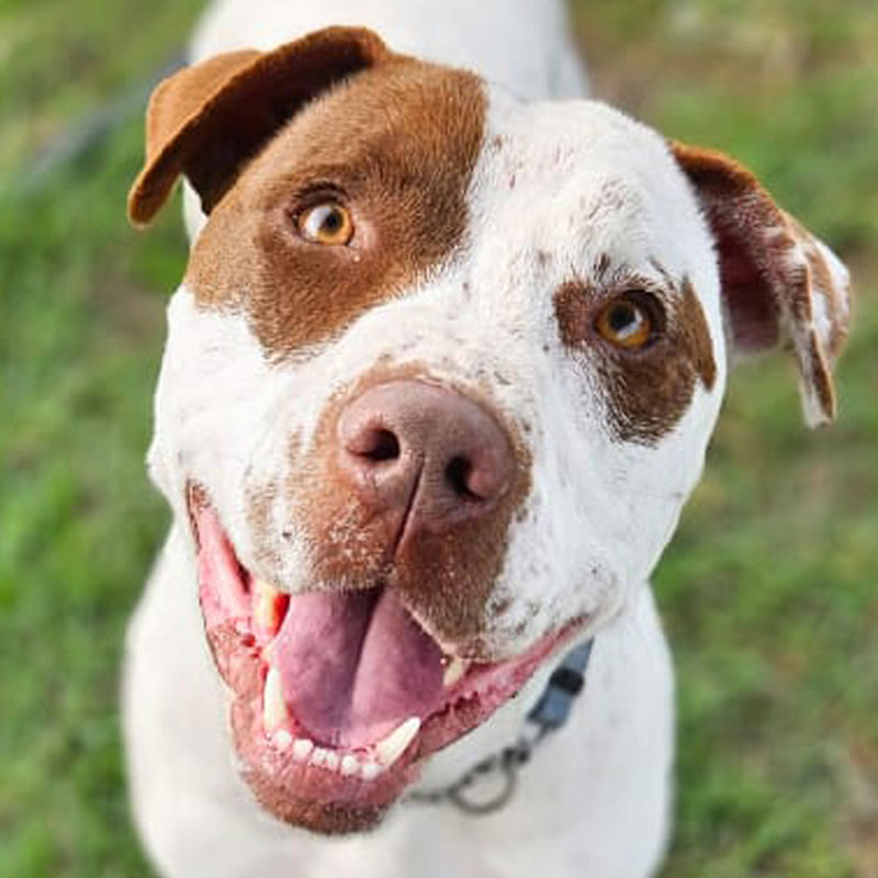 Pit Pals Pitbull Rescued Dog