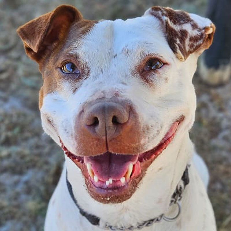Pit Pals Pitbull Rescued Dog