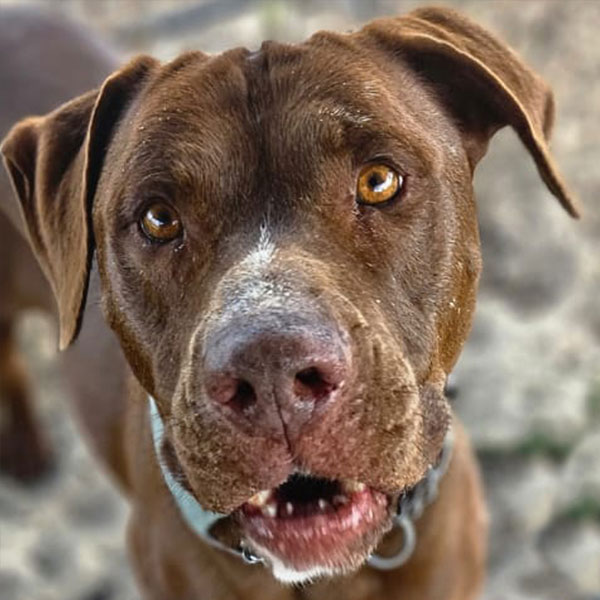 Pit Pals Pitbull Rescued Dog