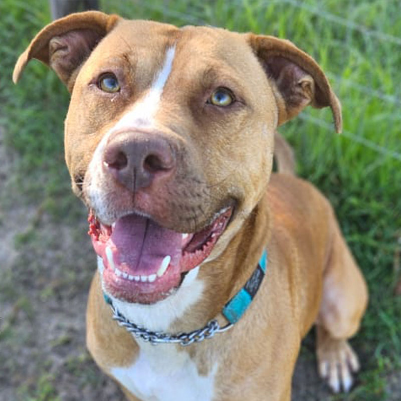 Pit Pals Pitbull Rescued Dog