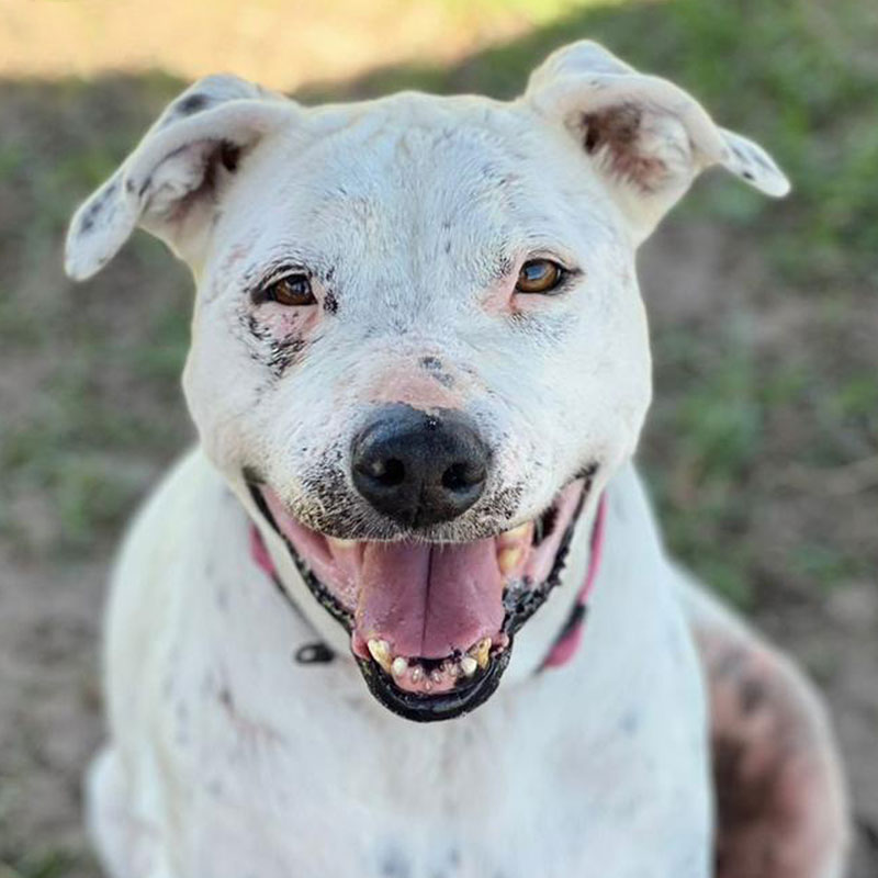 Pit Pals Pitbull Rescued Dog