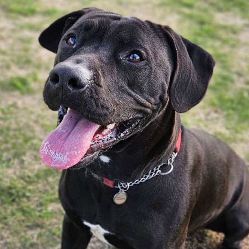 Pit Pals Pitbull Rescued Dog