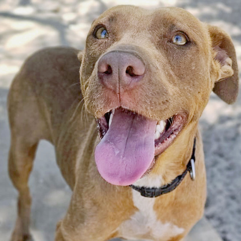 Pit Pals Pitbull Rescued Dog