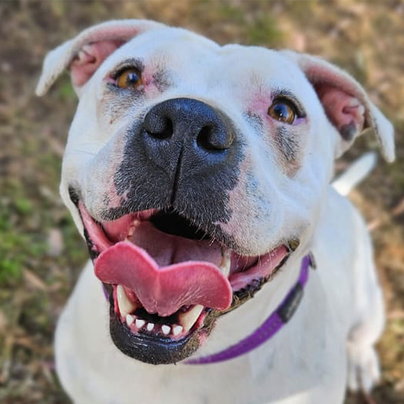 Pit Pals Pitbull Rescued Dog