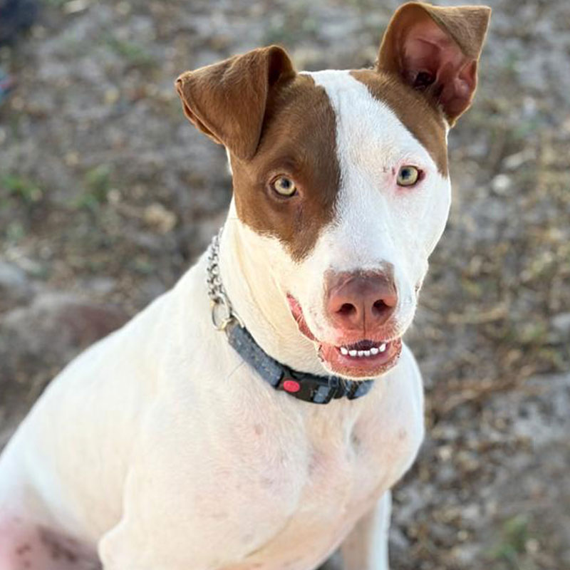 Pit Pals Pitbull Rescued Dog