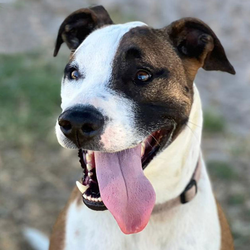 Pit Pals Pitbull Rescued Dog