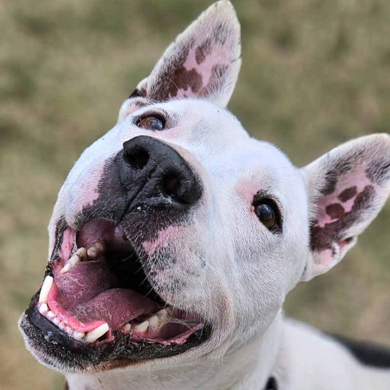 Pit Pals Pitbull Rescued Dog