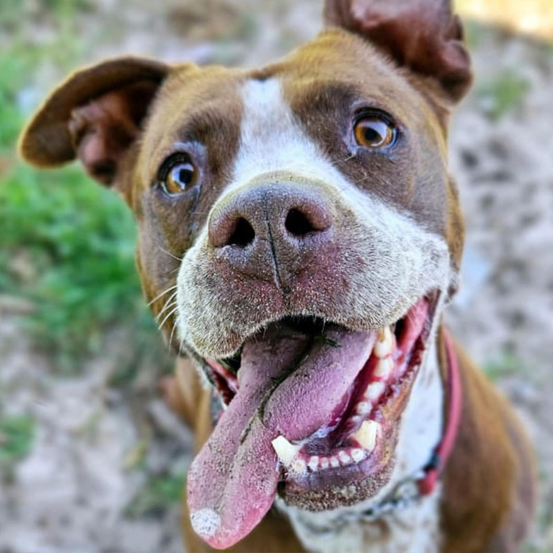 Pit Pals Pitbull Rescued Dog