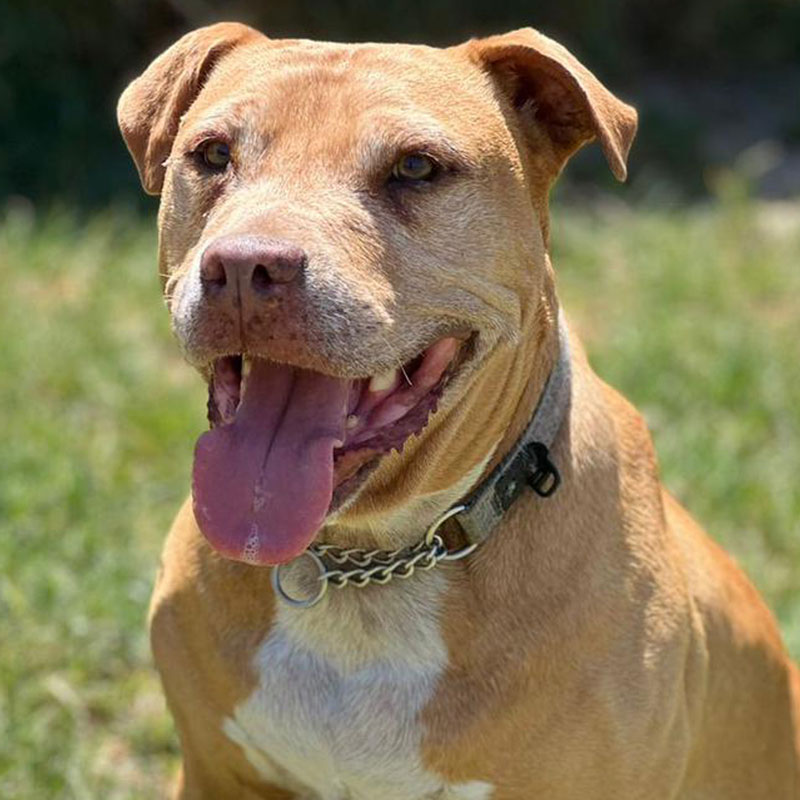Pit Pals Pitbull Rescued Dog