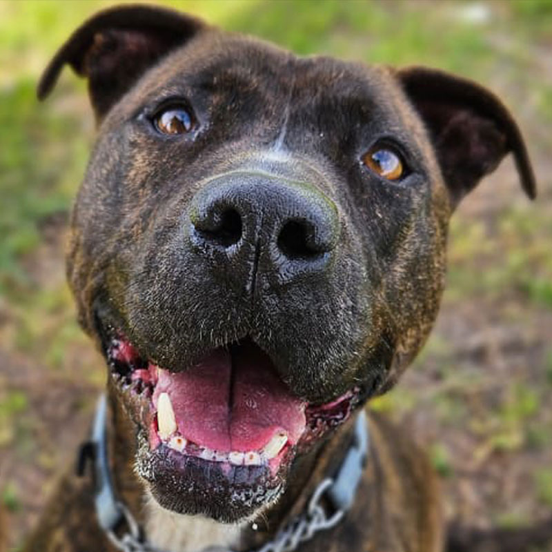 Pit Pals Pitbull Rescued Dog