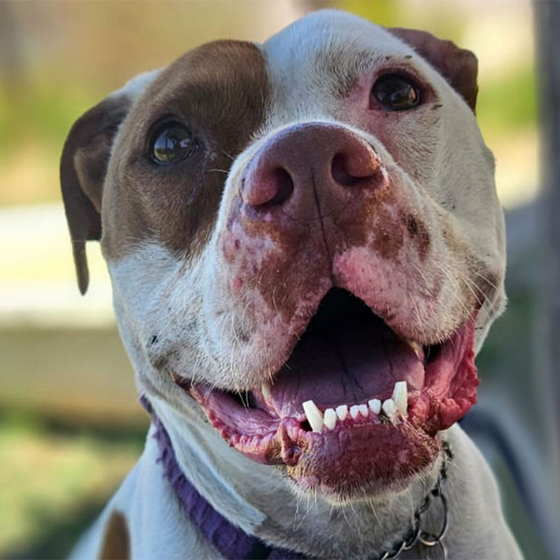 Pit Pals Pitbull Rescued Dog