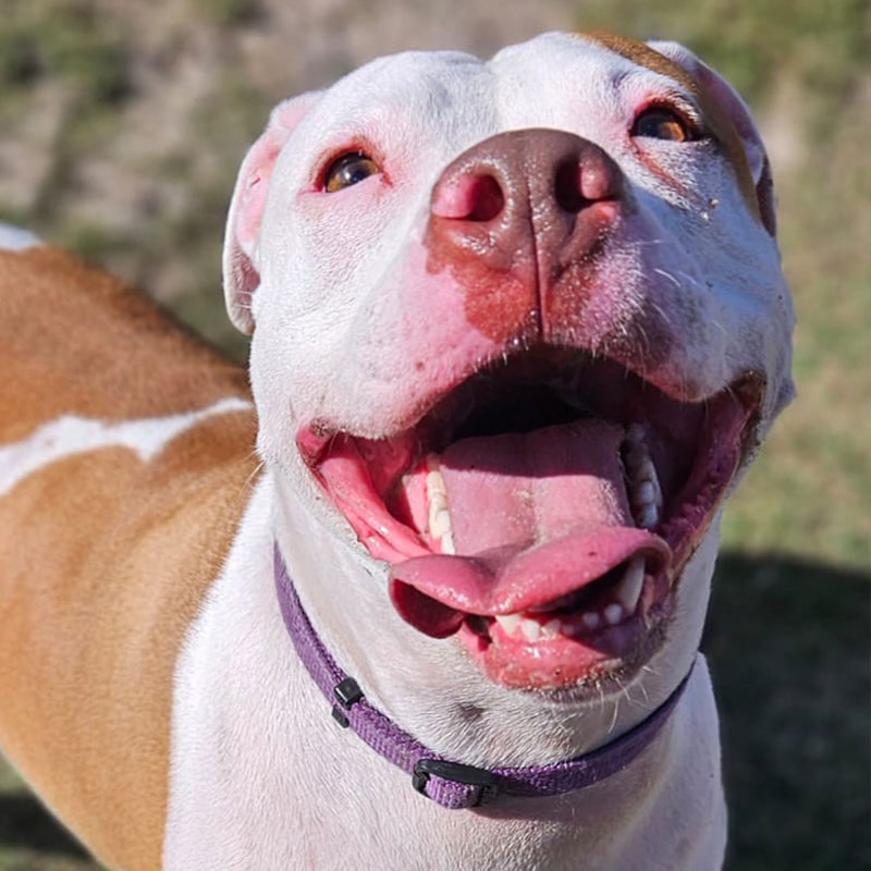 Pit Pals Pitbull Rescued Dog