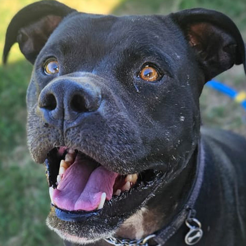 Pit Pals Pitbull Rescued Dog