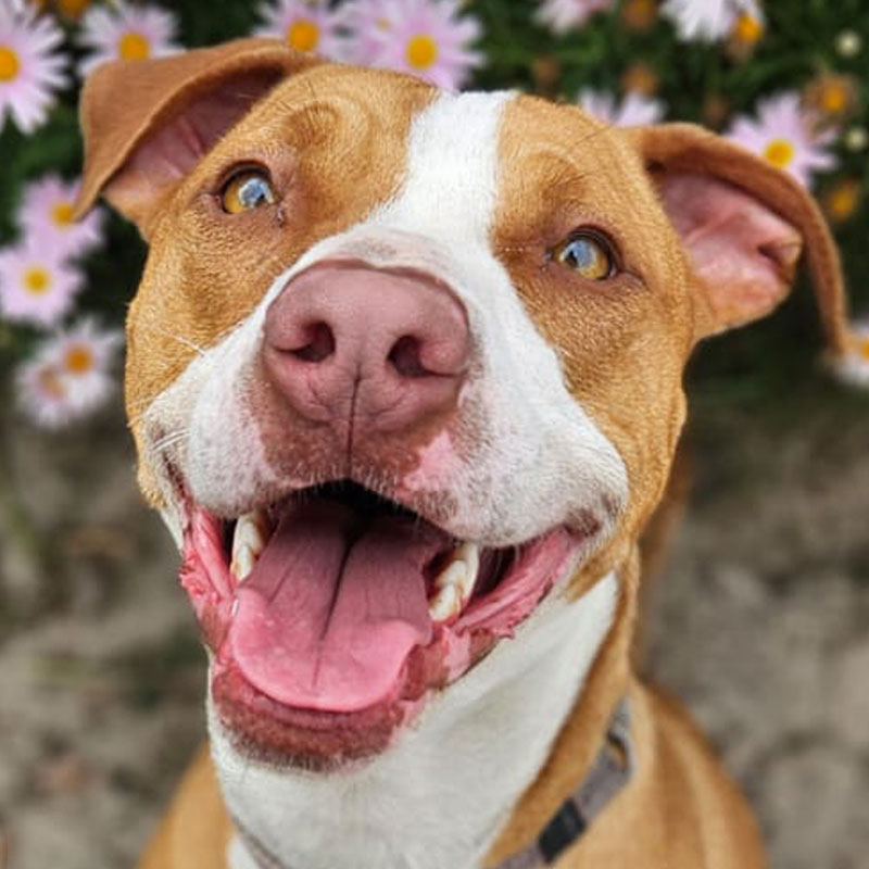 Pit Pals Pitbull Rescued Dog