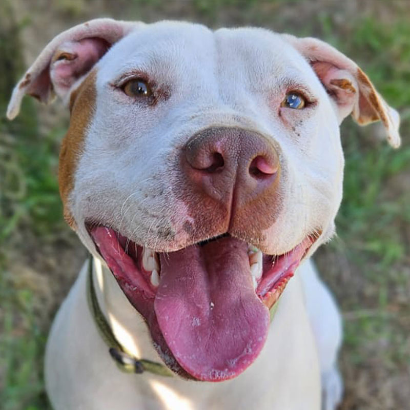 Pit Pals Pitbull Rescued Dog