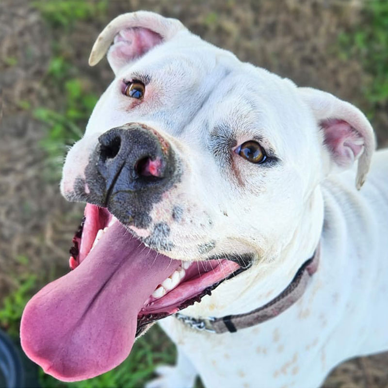 Pit Pals Pitbull Rescued Dog