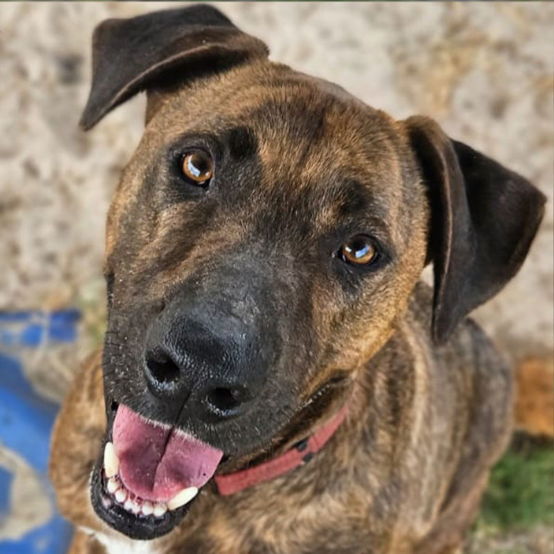 Pit Pals Pitbull Rescued Dog