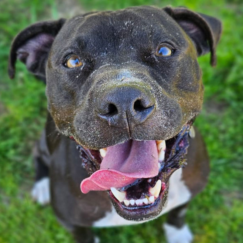 Pit Pals Pitbull Rescued Dog