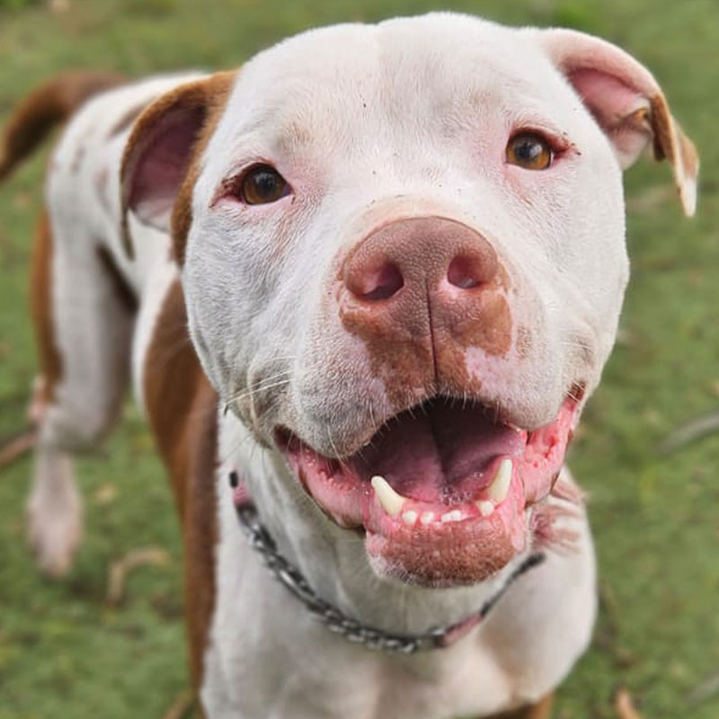 Pit Pals Pitbull Rescued Dog