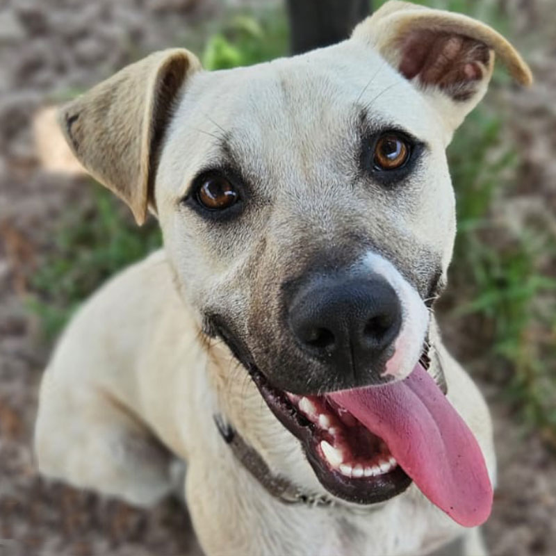 Pit Pals Pitbull Rescued Dog