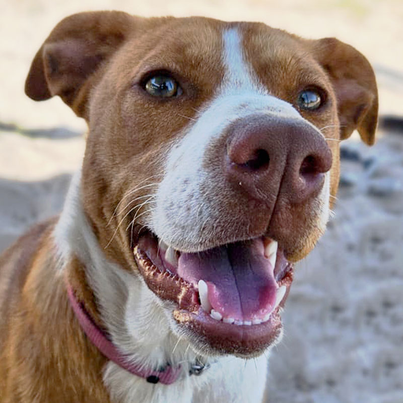 Pit Pals Pitbull Rescued Dog