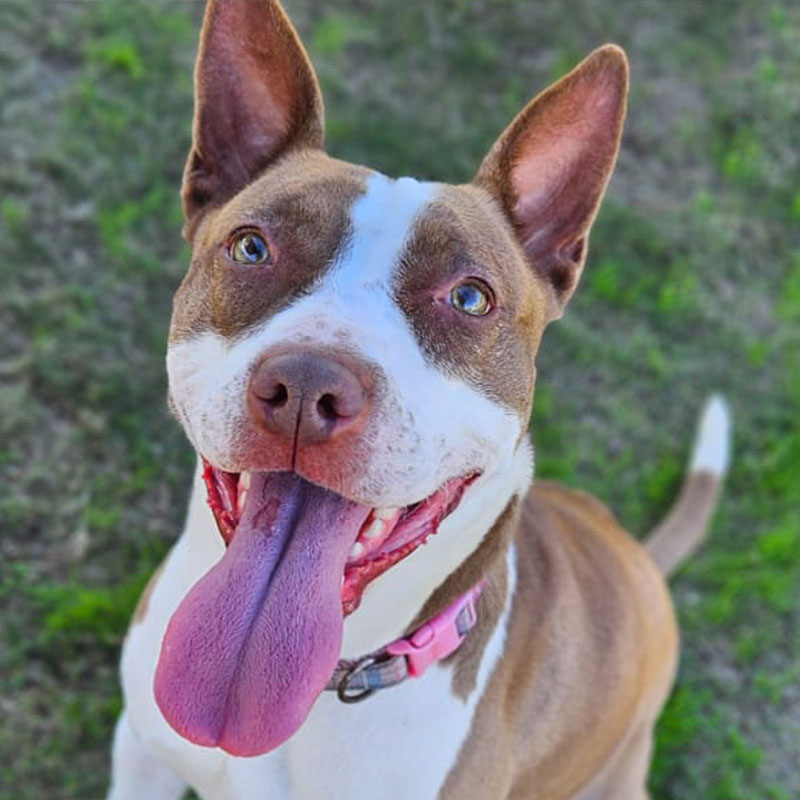 Pit Pals Pitbull Rescued Dog