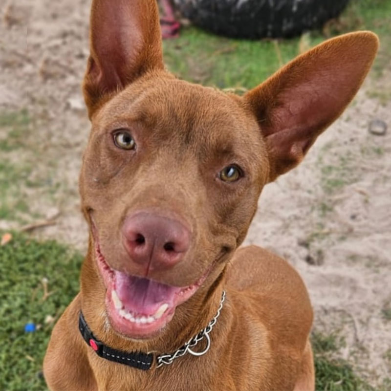 Pit Pals Pitbull Rescued Dog