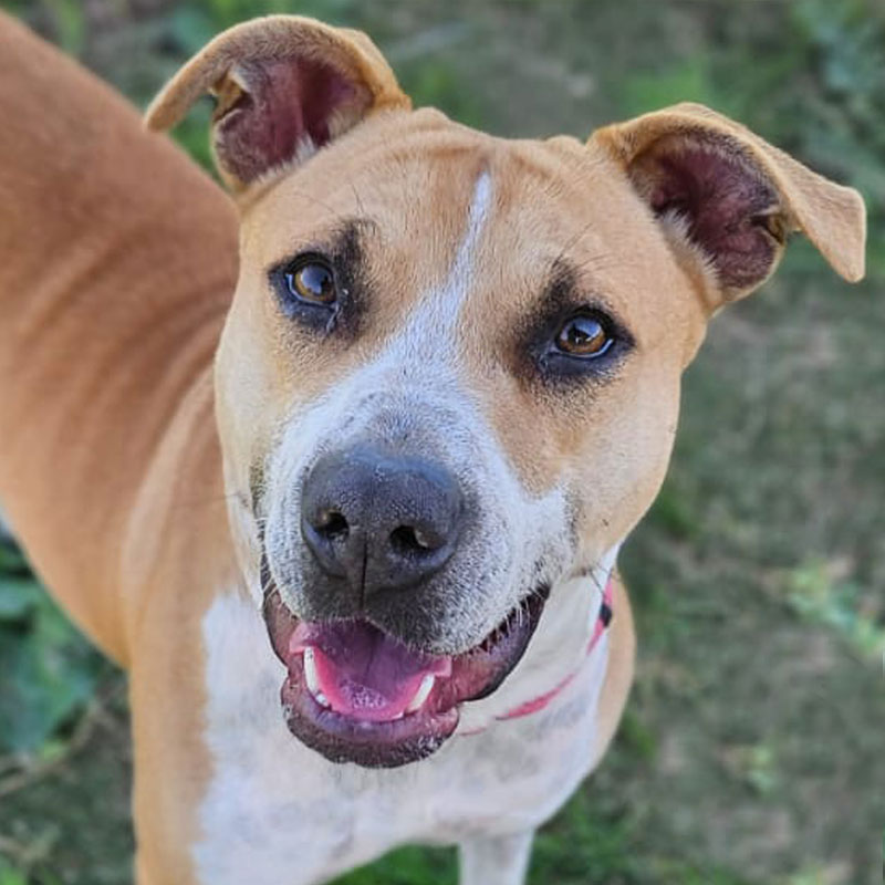 Pit Pals Pitbull Rescued Dog