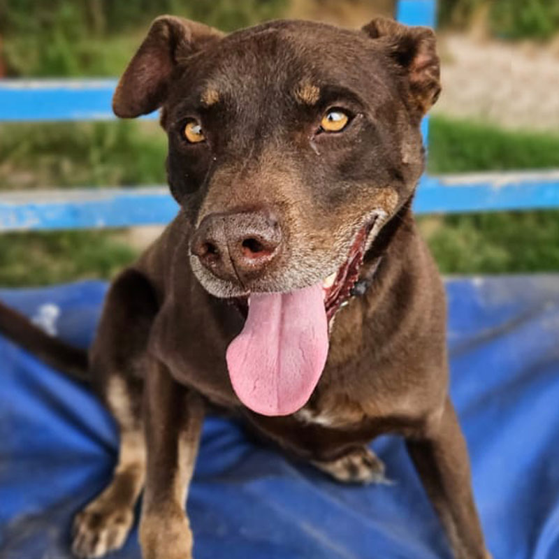 Pit Pals Pitbull Rescued Dog