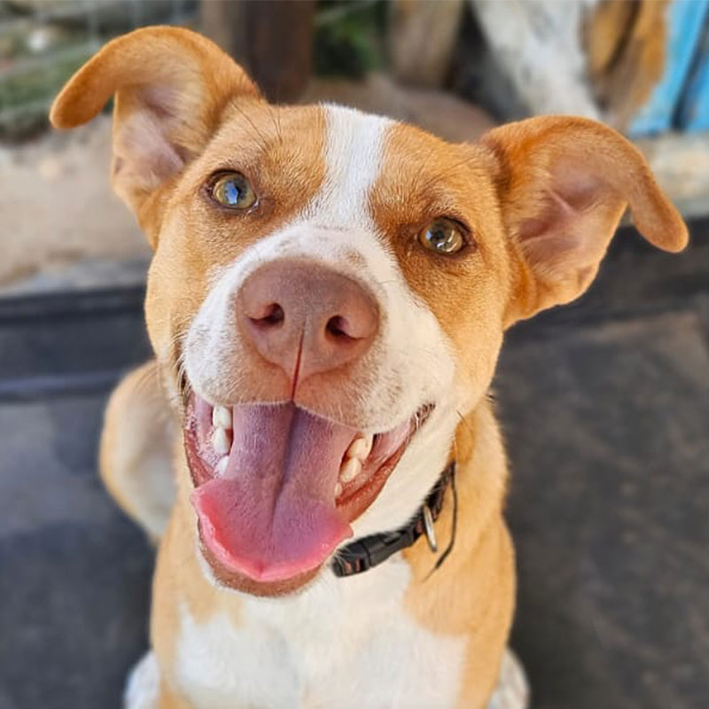 Pit Pals Pitbull Rescued Dog